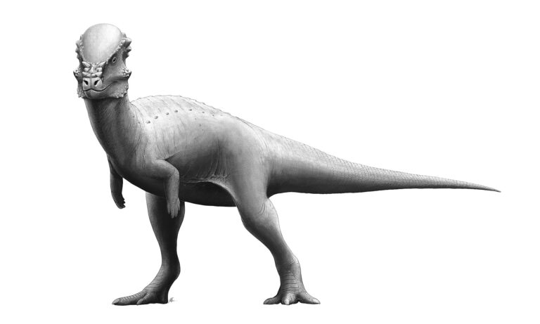 Pachycephalosaurus (Pachycephalosaurus)