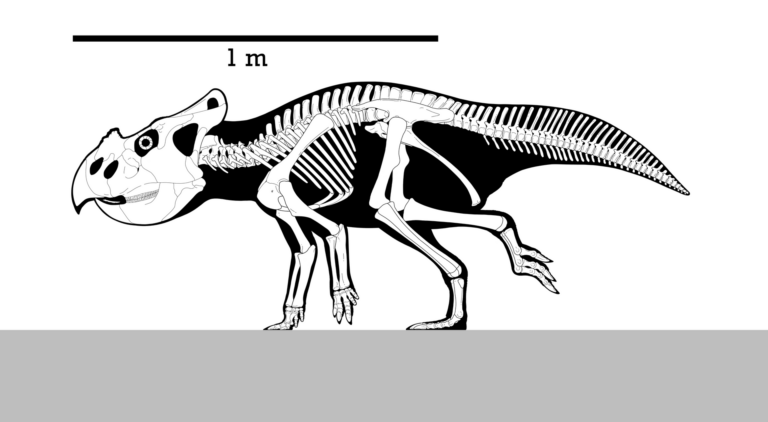 Bagaceratops (Bagaceratops rozhdestvenskyi)