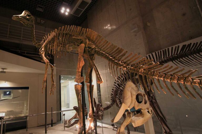 Hypacrosaurus (Hypacrosaurus)