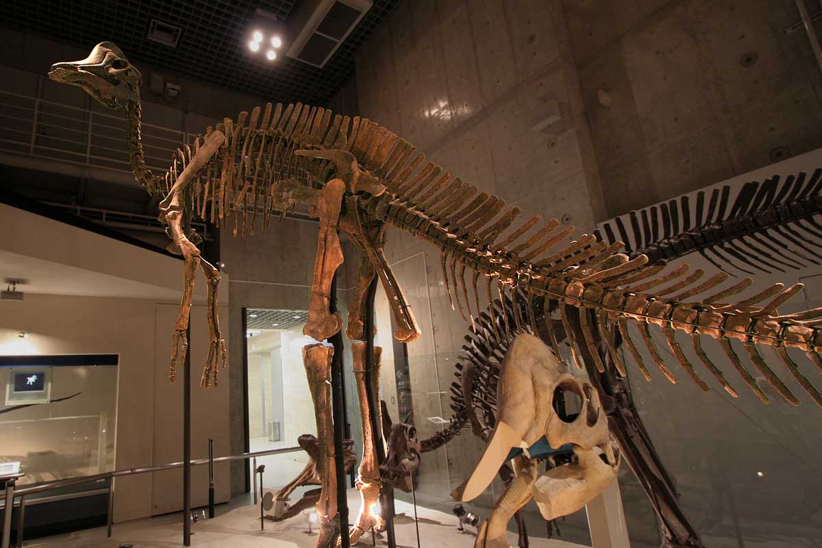 Hypacrosaurus