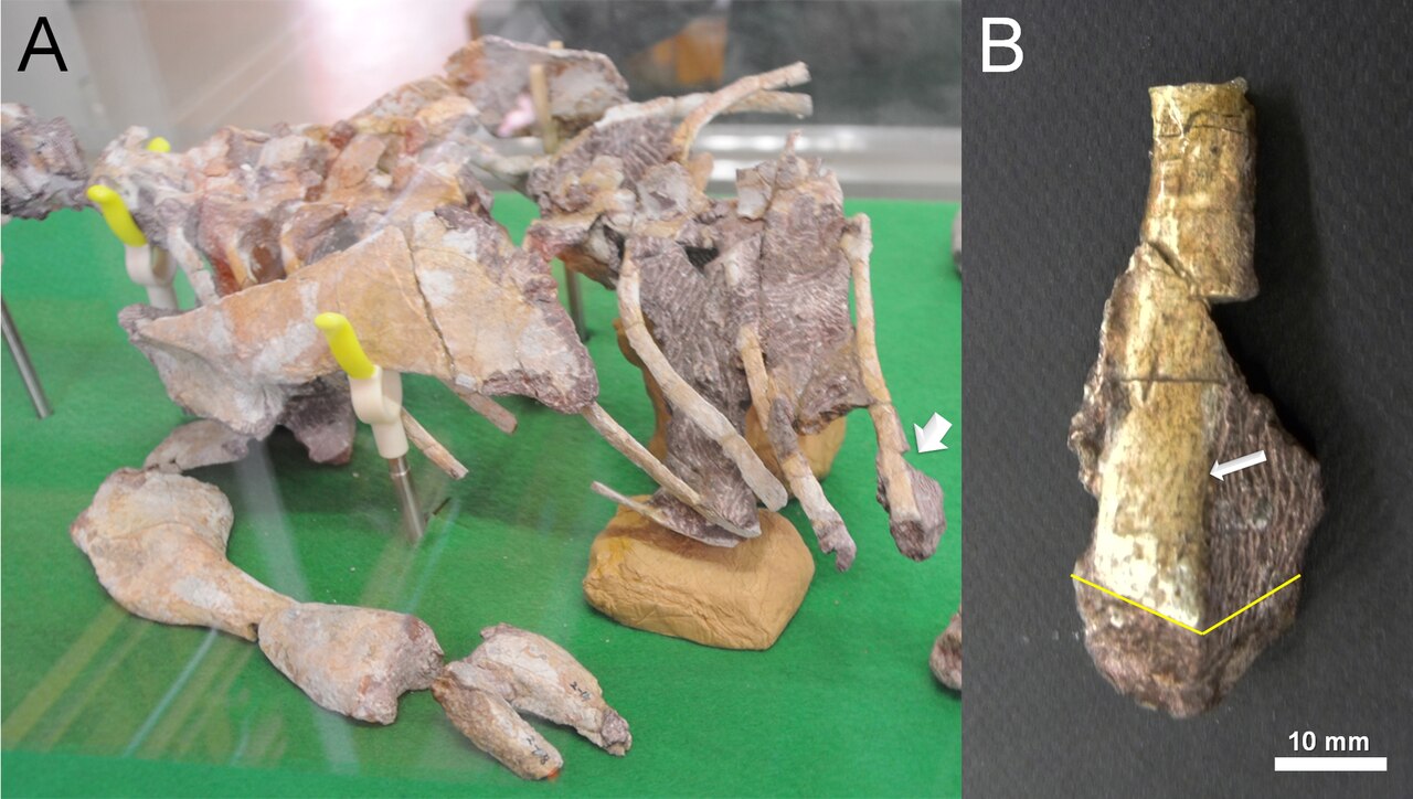 Koreanosaurus