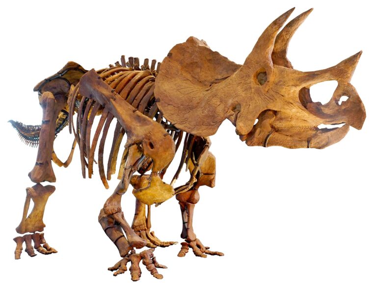 Triceratops Triceratops (Triceratops)