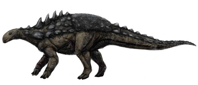 Polacanthus (Polacanthus)
