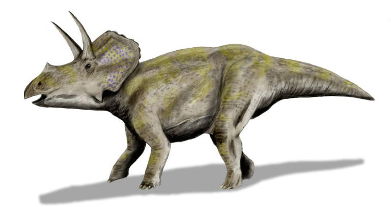 Eotriceratops Eotriceratops (Eotriceratops)
