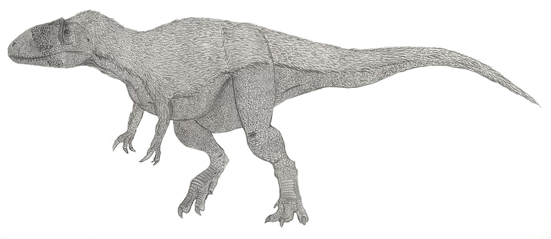 Megaraptor