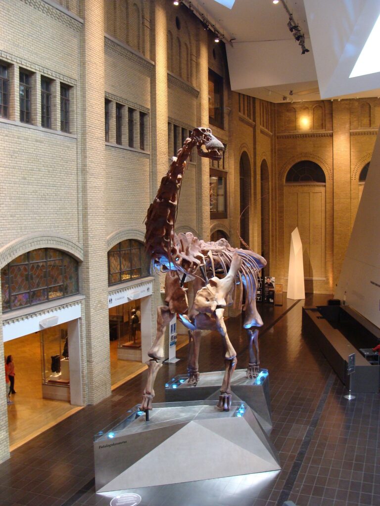 Futalognkosaurus (Futalognkosaurus)
