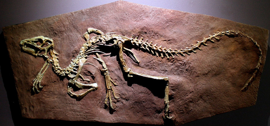 Heterodontosaurus