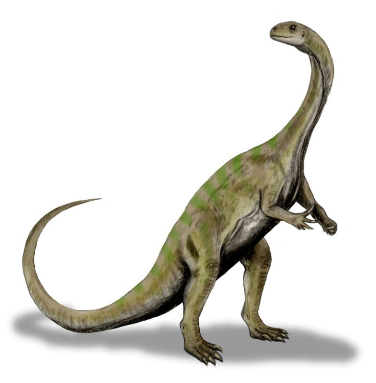 Massospondylus (Massospondylus)