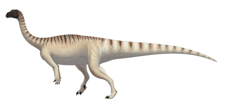 Mussaurus (Mussaurus)