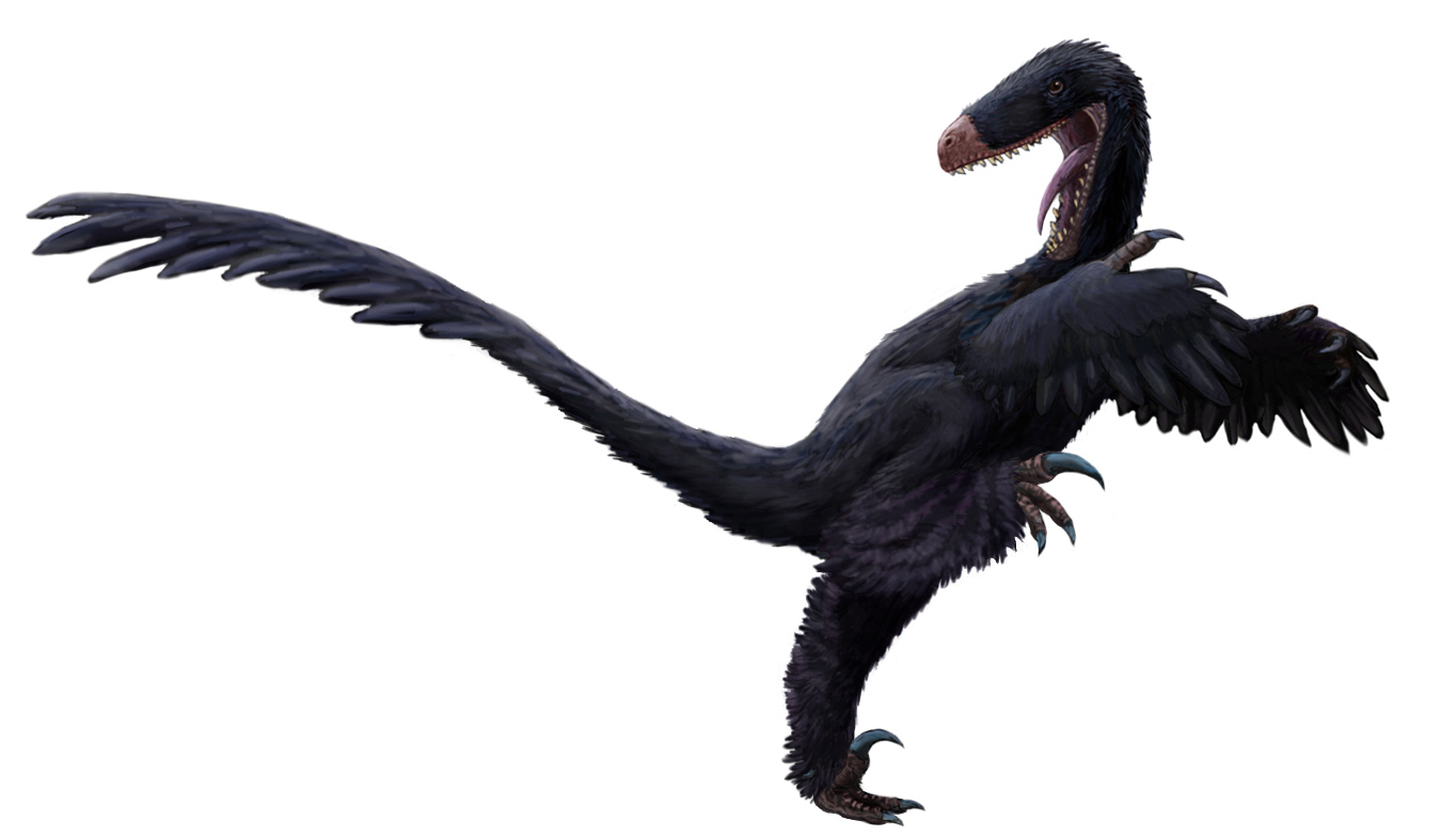 Luanchuanraptor