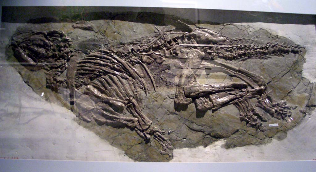 Jinzhousaurus