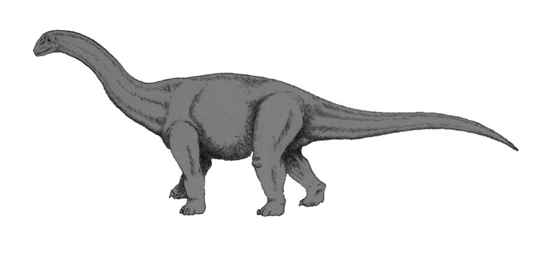 Cetiosaurus (Cetiosaurus oxoniensis)