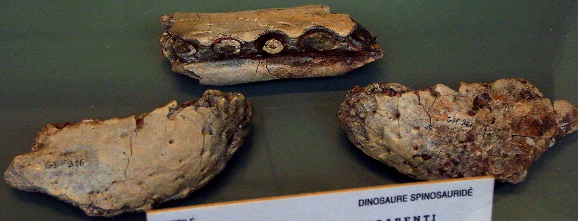 Cristatusaurus