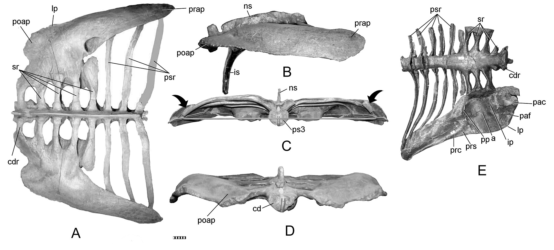Euoplocephalus