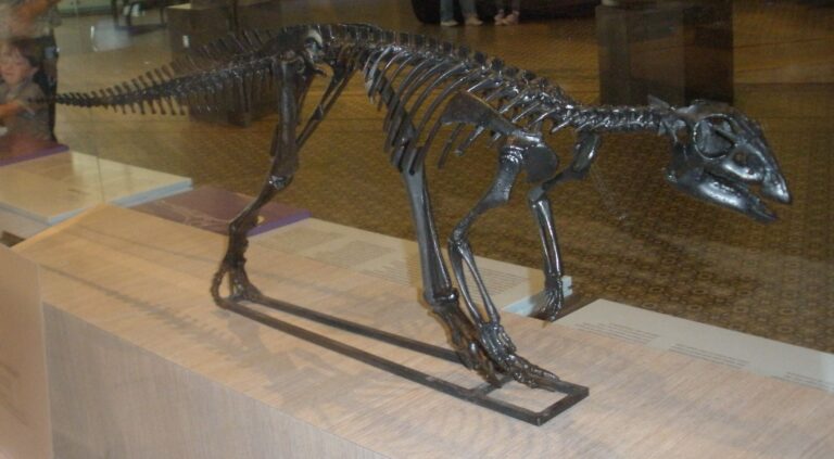 Hypsilophodon (Hypsilophodon)