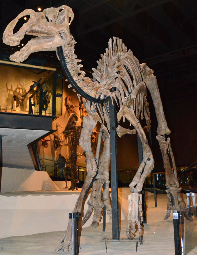 Gryposaurus