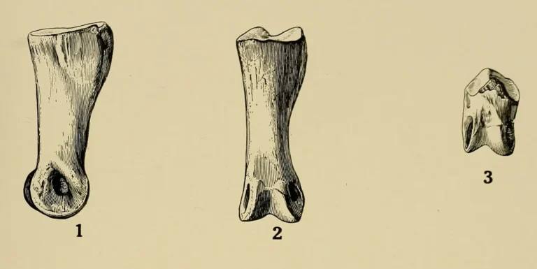 Dryosaurus (Dryosaurus)