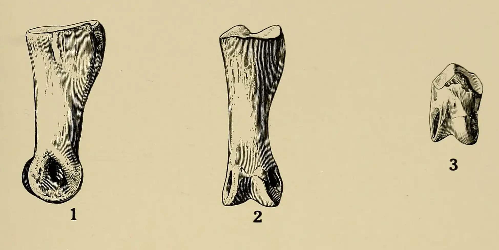 Dryosaurus