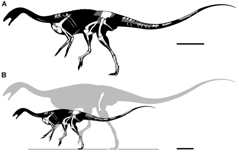 Deltadromeus (Deltadromeus)
