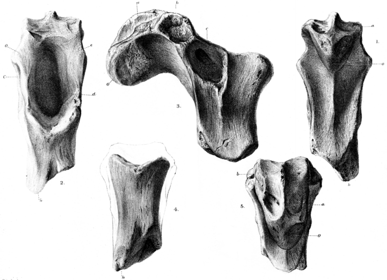 Craterosaurus Craterosaurus (Craterosaurus)