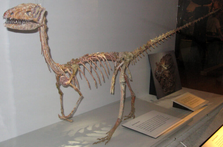 Coelophysis (Coelophysis)