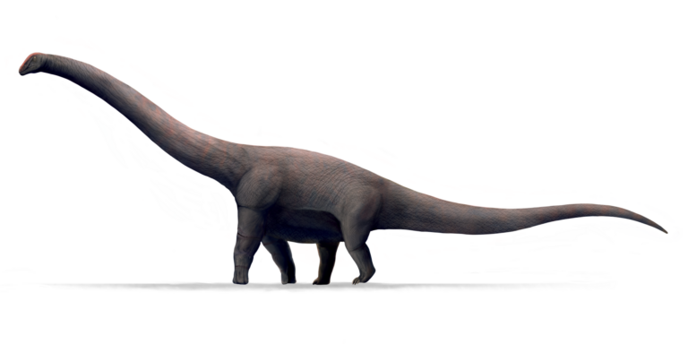 Bruhathkayosaurus (Bruhathkayosaurus matleyi)