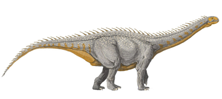Barapasaurus (Barapasaurus)