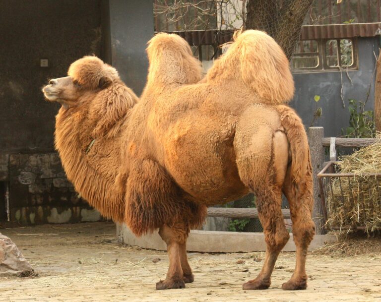 Velbloud dvouhrbý (Camelus bactrianus)