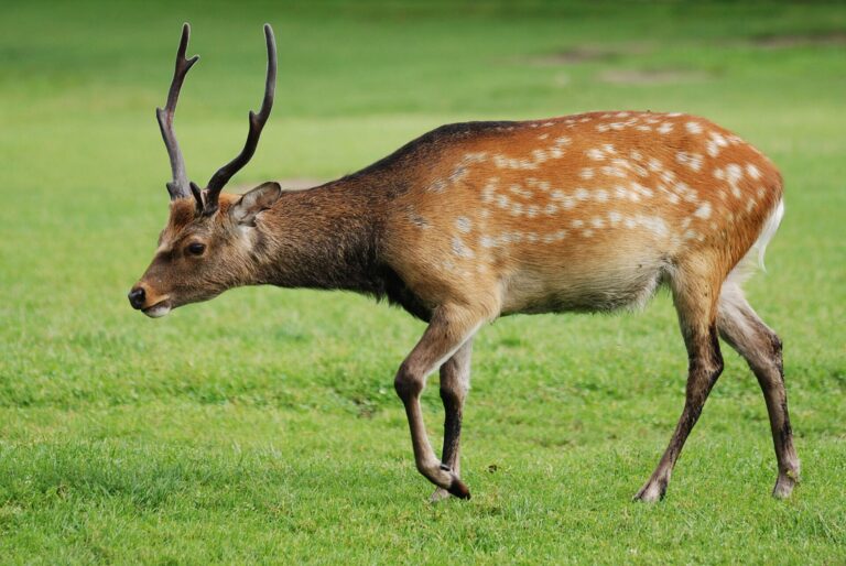Jelen sika (Cervus nippon)