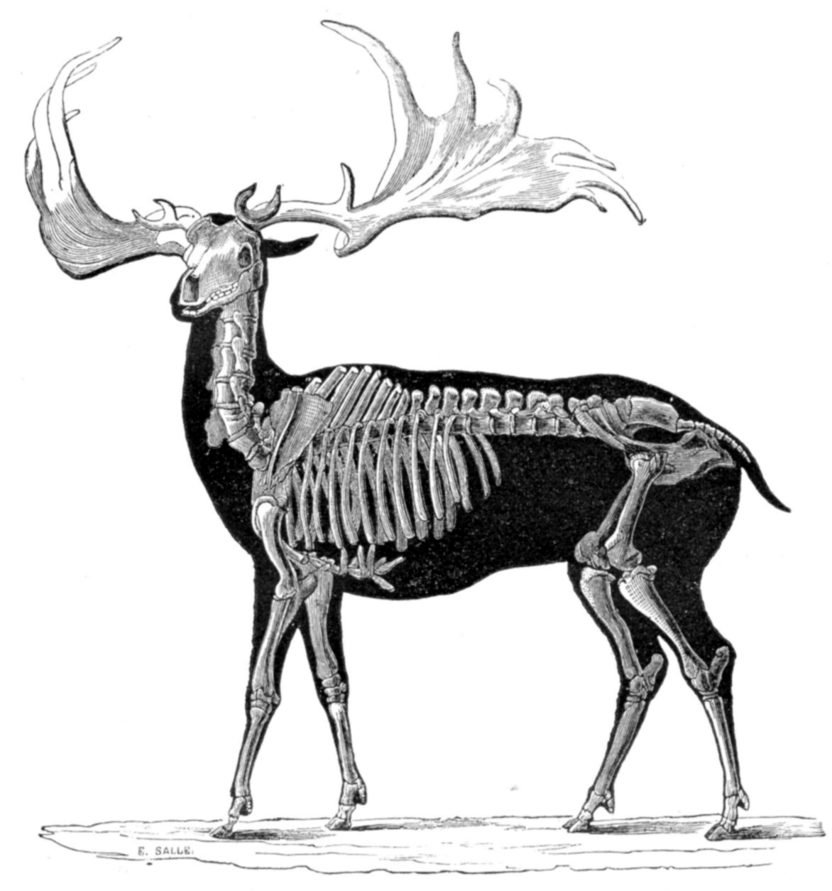 Megaloceros giganteus