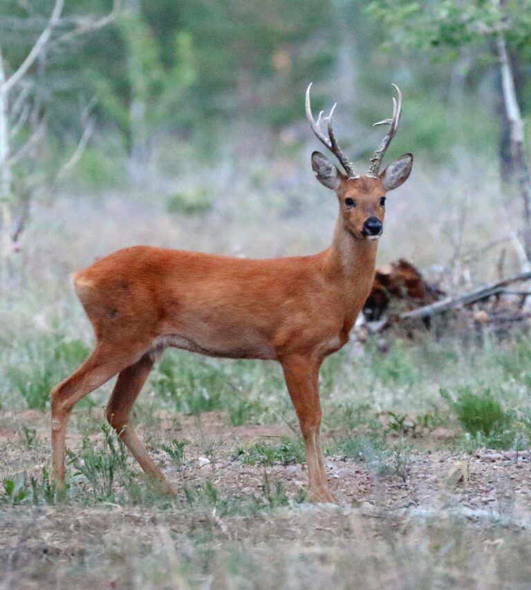 Srnec sibiřský (Capreolus pygargus)