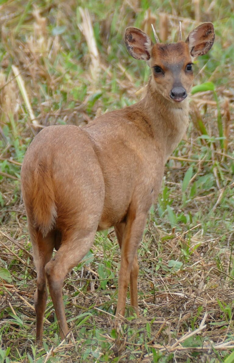Mazama červený (Mazama americana)
