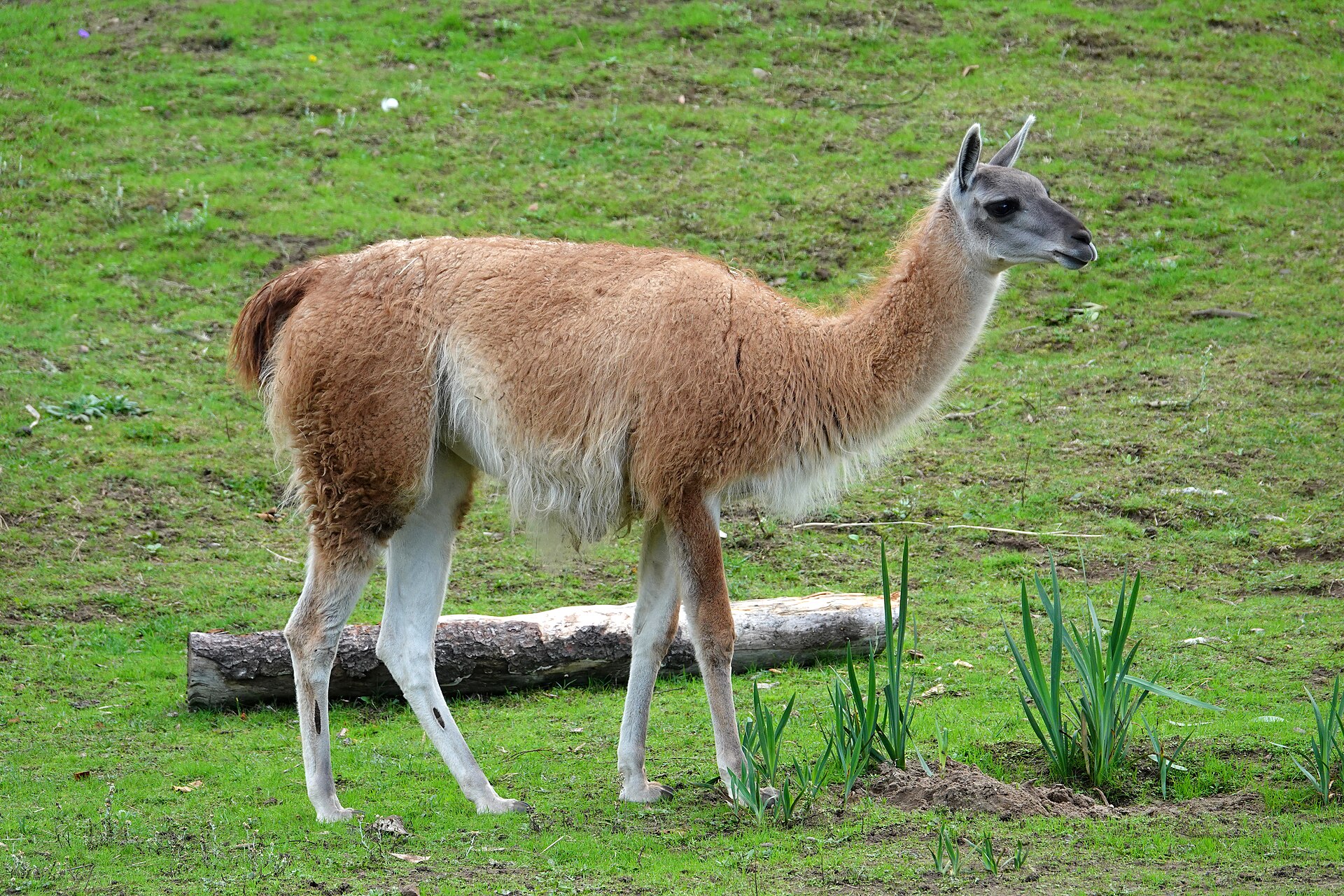 Guanako