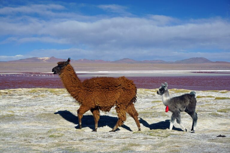 Lama krotká (Lama glama)