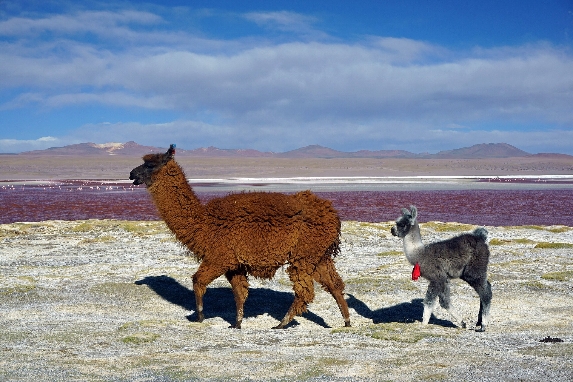 Lama krotká