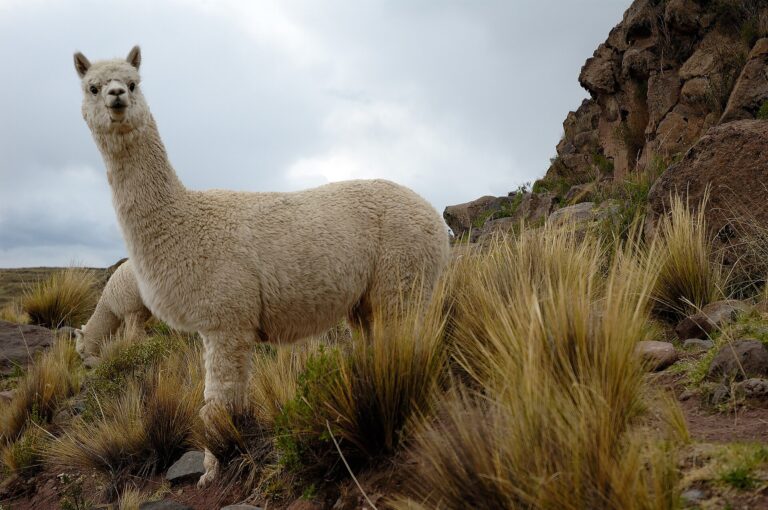 Lama alpaka (Vicugna pacos)