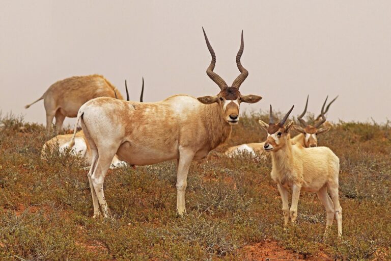 Adax núbijský (Addax nasomaculatus)