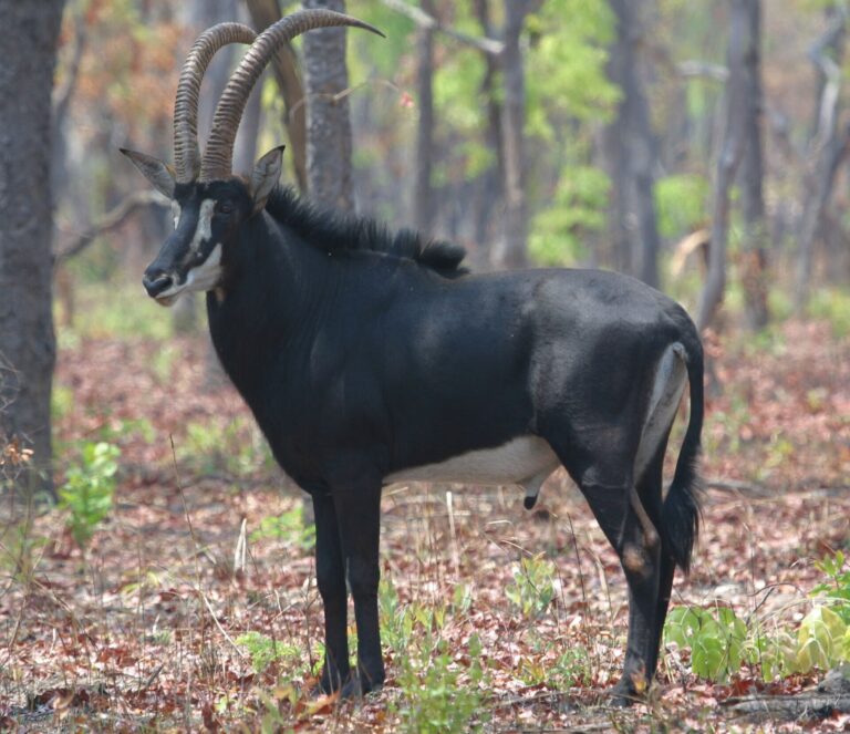 Antilopa vraná (Hippotragus niger)