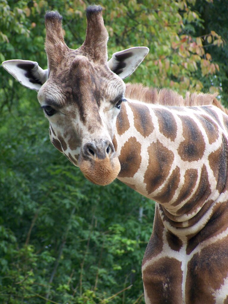 Žirafa rothschildova (Giraffa camelopardalis rothschildi)