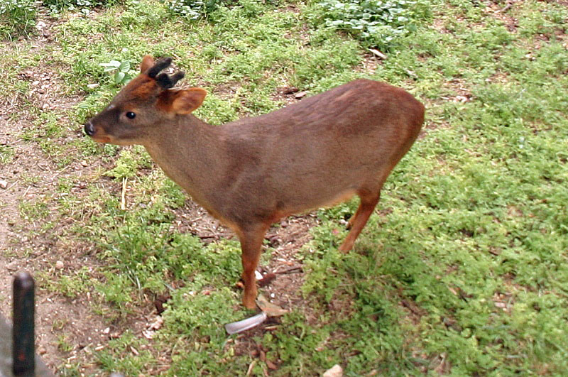 Pudu jižní