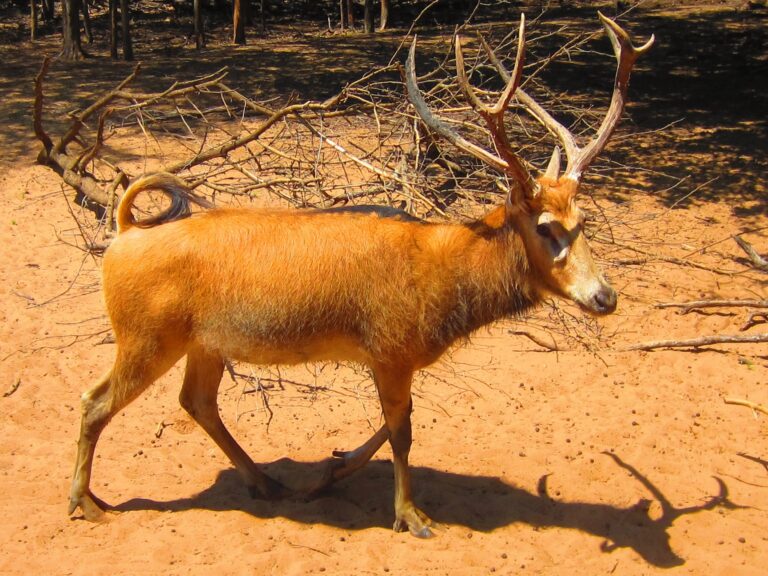 Jelen milu (Elaphurus davidianus)