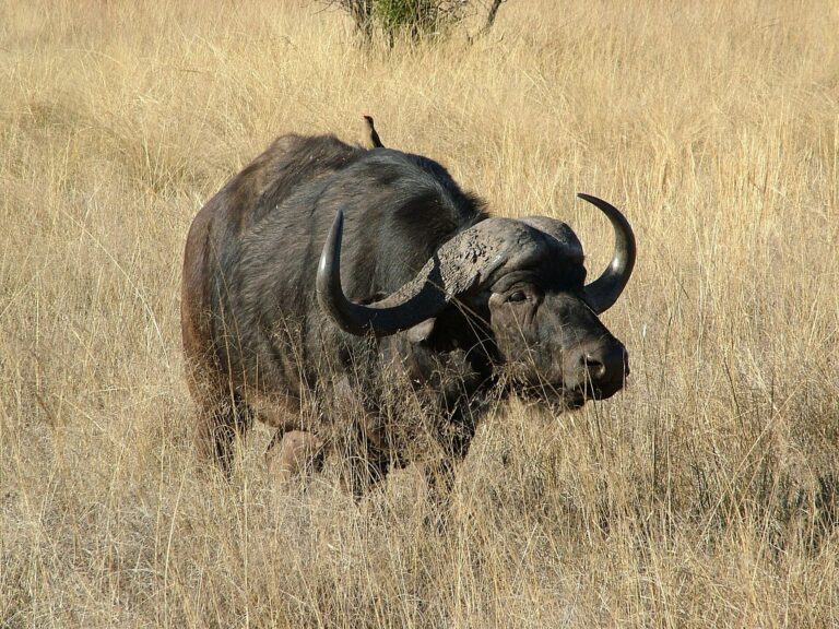 Buvol africký (Syncerus caffer)
