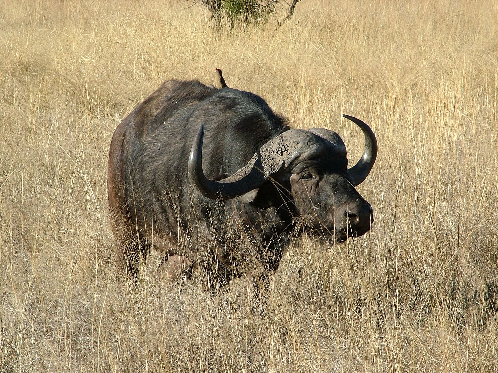 Buvol africký