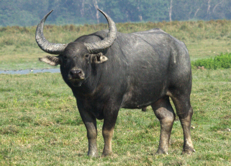 Arni Arni (Bubalus arnee)