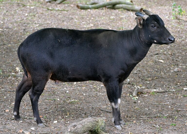 Anoa nížinný (Bubalus depressicornis)