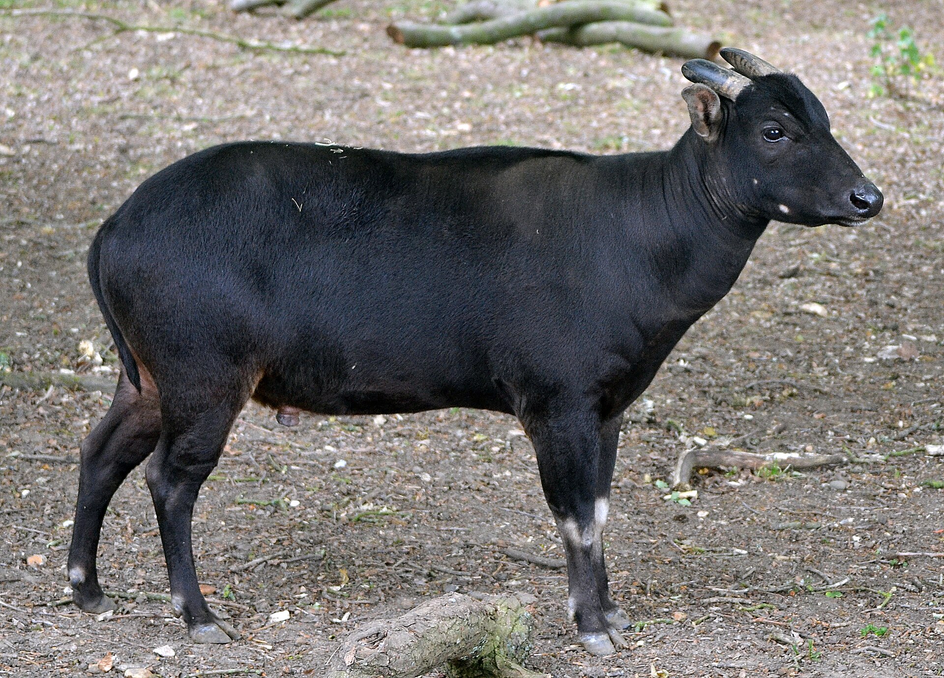 Anoa nížinný
