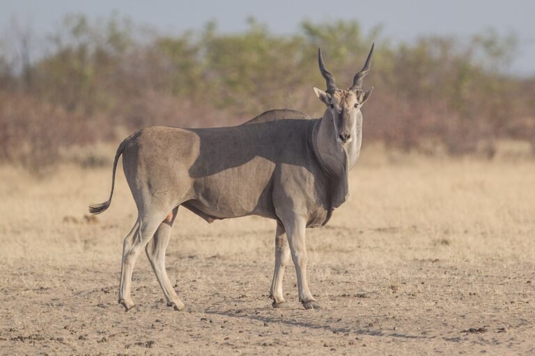 Antilopa losí (Taurotragus oryx)