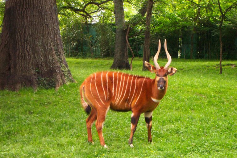 Bongo lesní (Tragelaphus eurycerus)