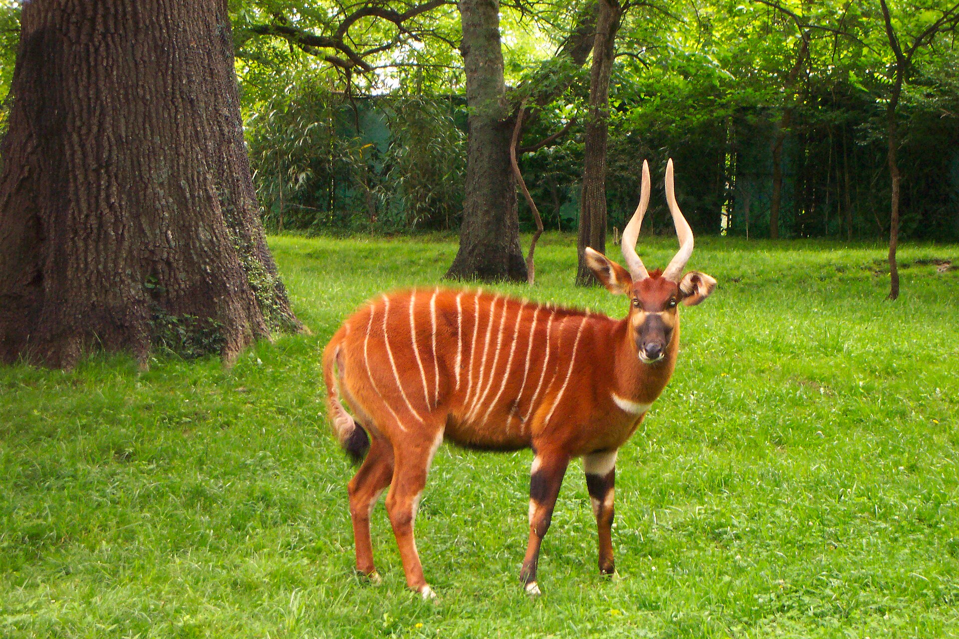 Bongo lesní