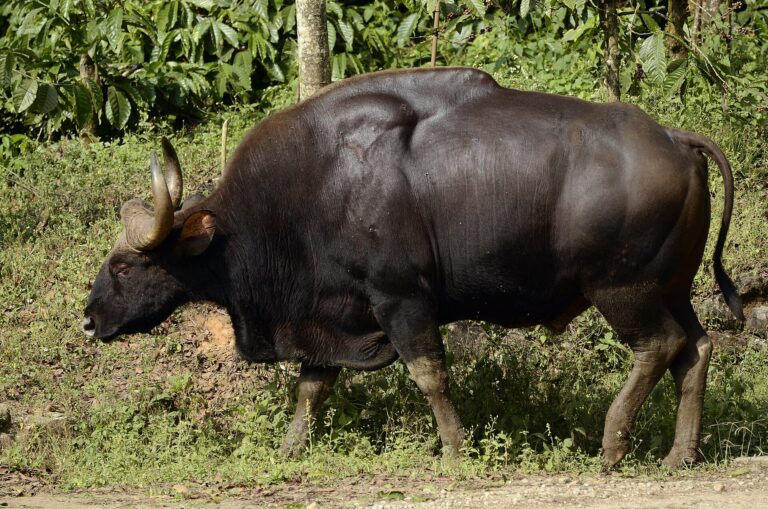 Gaur Gaur (Bos gaurus)